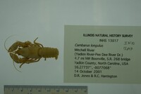 Cambarus longulus image